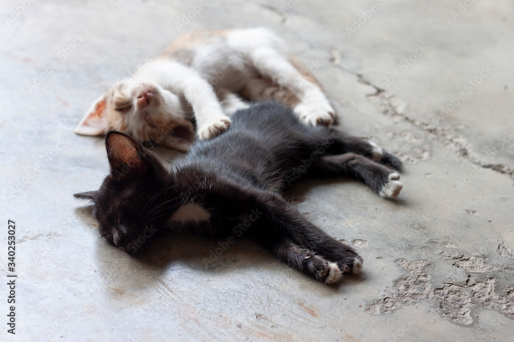 Cute little kitten sleeping happily on the cement floor. Cute little kitten sleeping happily on the cement floor.