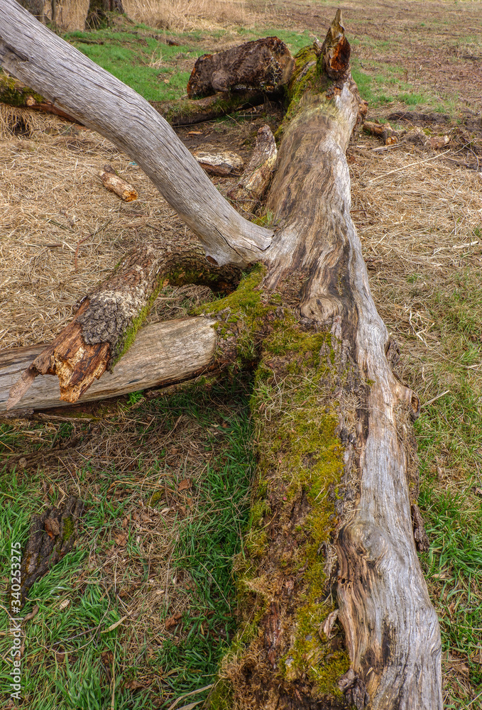 Ein umgestürzter Baum liegt auf einer Wiese mit Bachlauf Ein umgestürzter Baum liegt auf einer Wiese mit Bachlauf