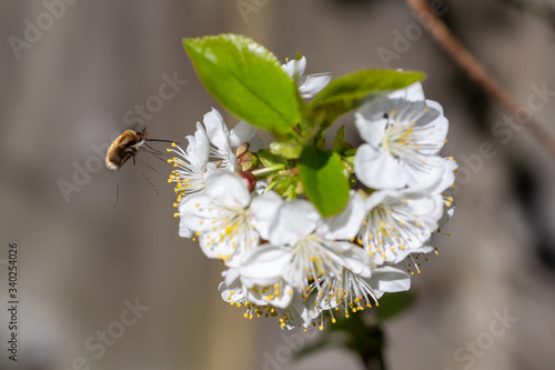 Dark-edged bee-fly, Bombylius major, feeding on cherry blossom. The bee-fly larva feeds on ground dwelling bees grubs, laying eggs near the nest entrance