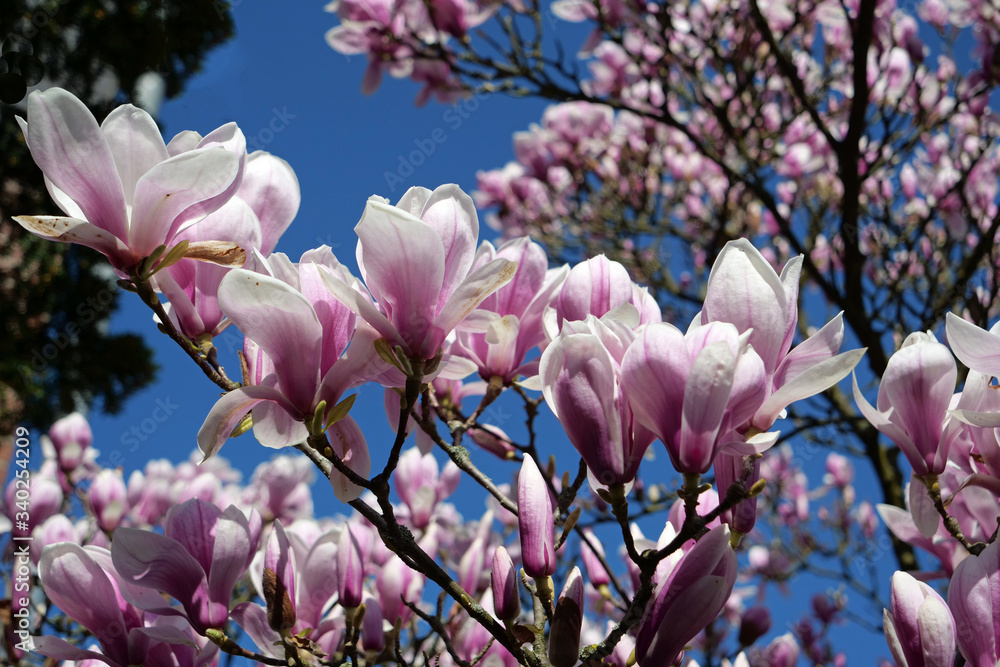 A huge group of beautiful pink magnolia soulangeana / bull bay flowers in front of cloudless blue sky