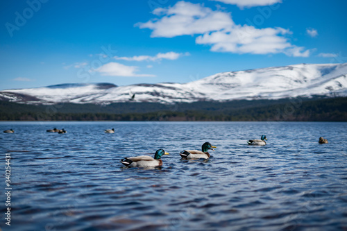 ducks on the lake photo