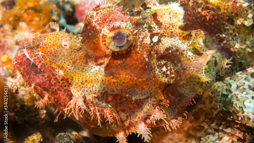 Peces exóticos de colores y formas extrañas en el fondo del mar, fotografía submarina,  © Jose