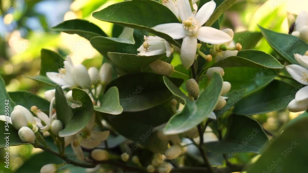 Orange tree flowers in the spring time Orange tree flowers in the spring time