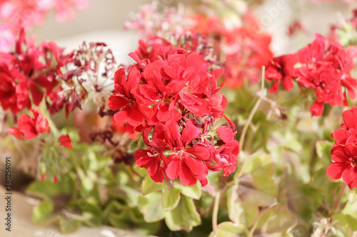 Ripe red geranium flowers