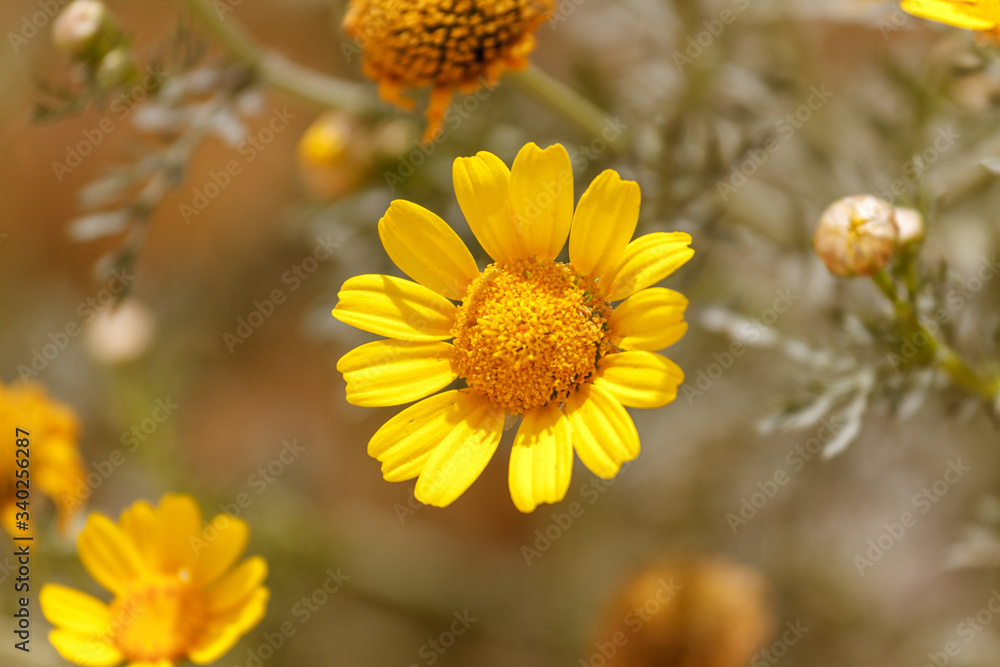Single yellow chrysanthemum coronarium Single yellow chrysanthemum coronarium