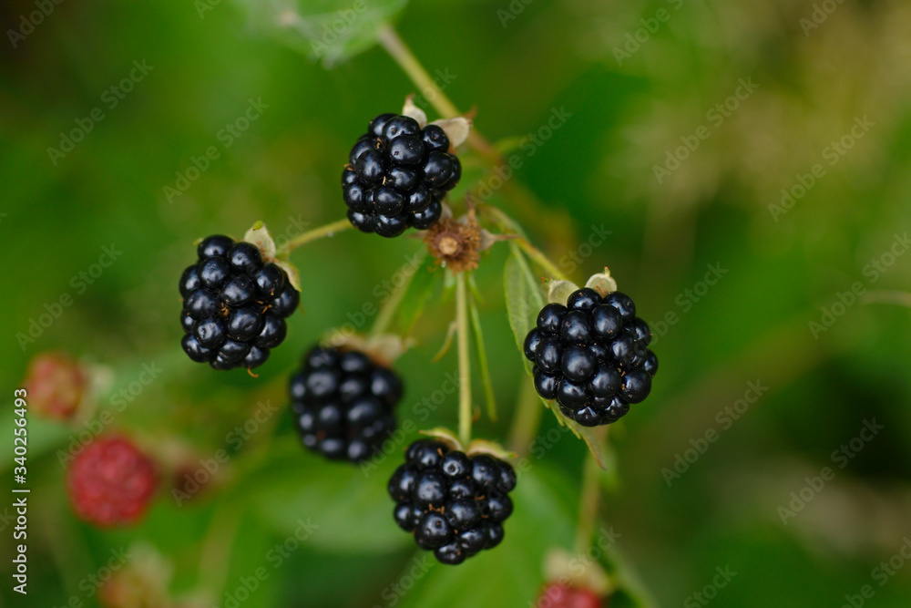 Reife Brombeeren an einem Strauch Reife Brombeeren an einem Strauch