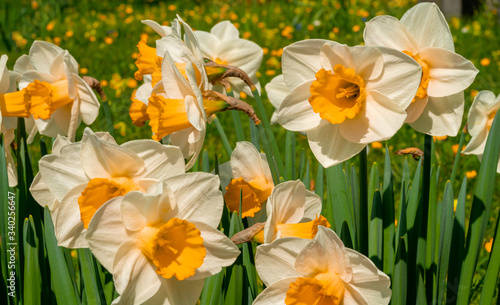 Close up Low Level image of White Lion Daffodil Daffodils Narcissus for Nature Background
