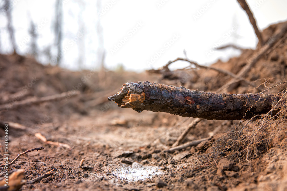 Fototapeta premium The roots of the trees are bare, sticking out of the ground. Trees suffer. Fire prevention.