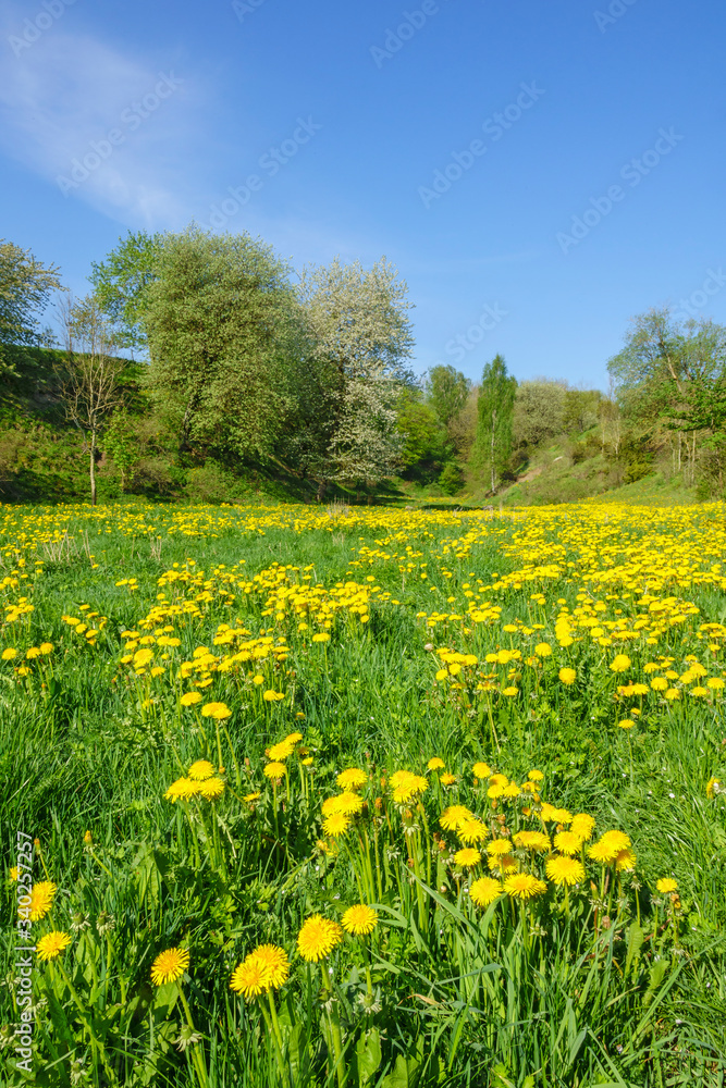 Dandelion meadow in a valley at spring