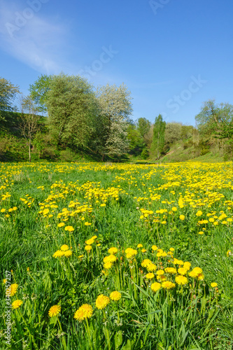 Dandelion meadow in a valley at spring