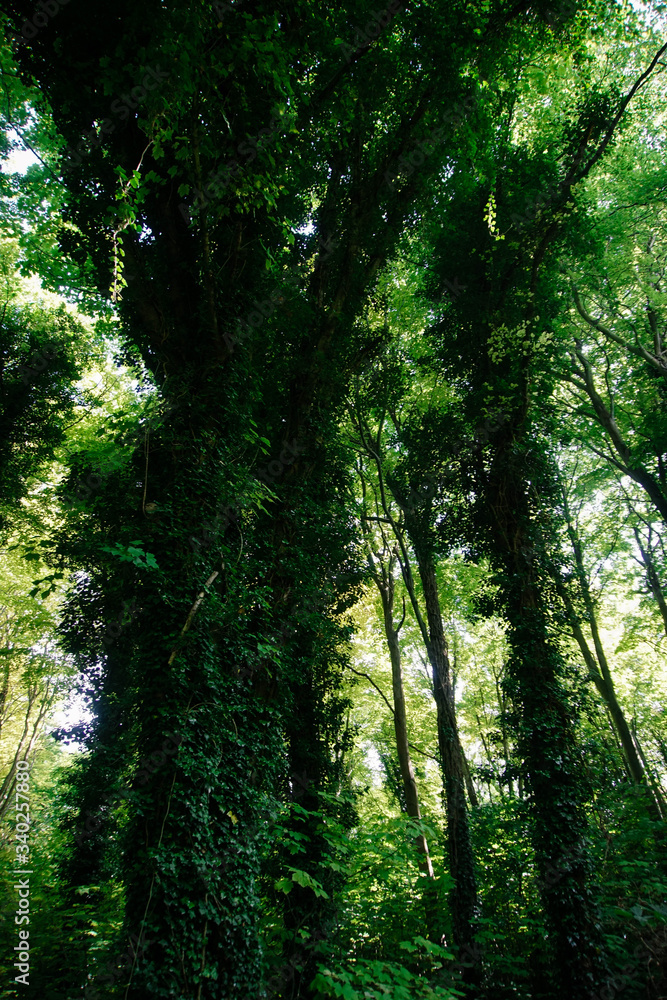 Obraz premium Ivy growing on a tree