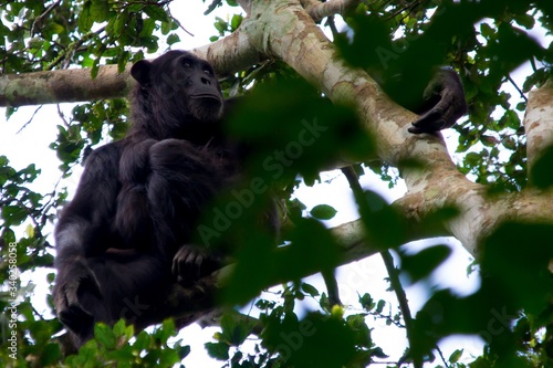 Orangutan y cria de orangutan en la selva