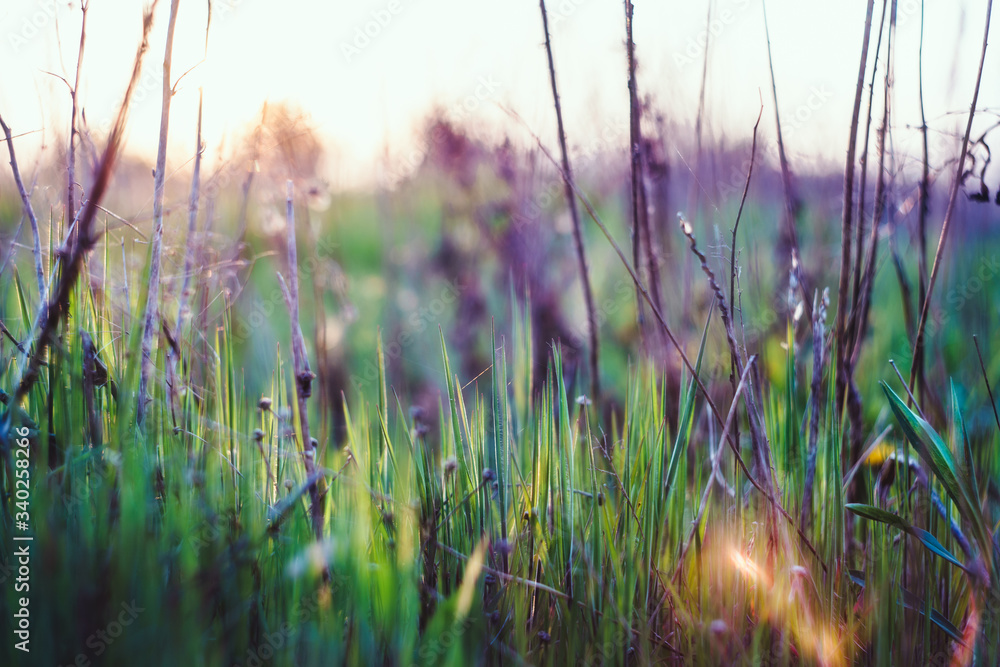 Beautiful summer background with grass and sun light. free space for text