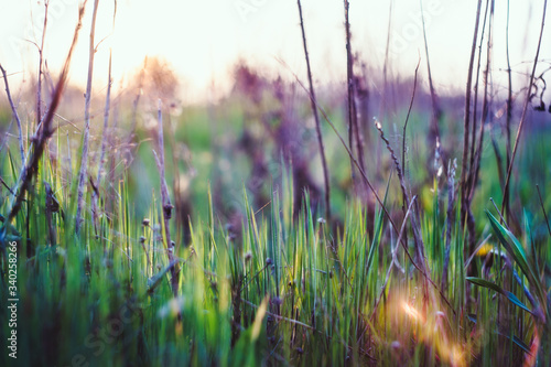 Beautiful summer background with grass and sun light. free space for text