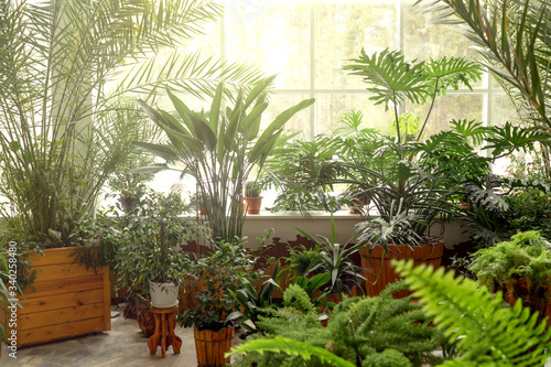 Photography Green plants in botanical garden indoor.