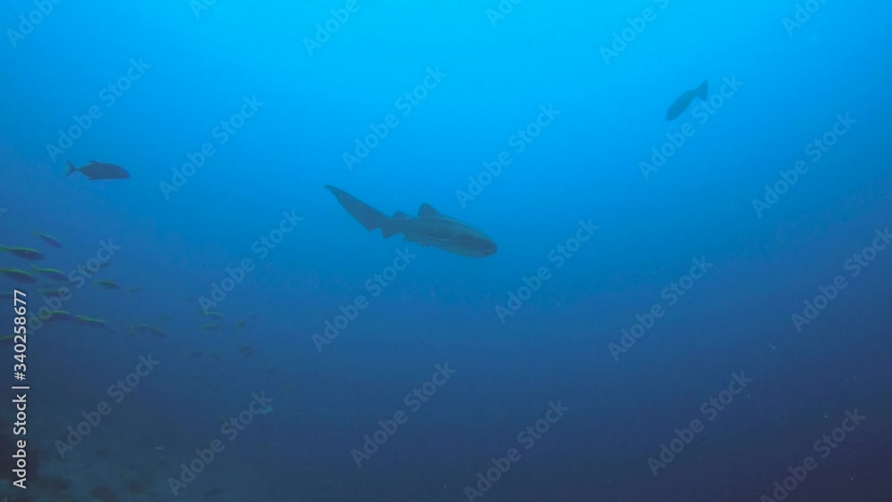Zebra leopard shark swims along patrolling Zebra leopard shark swims along patrolling