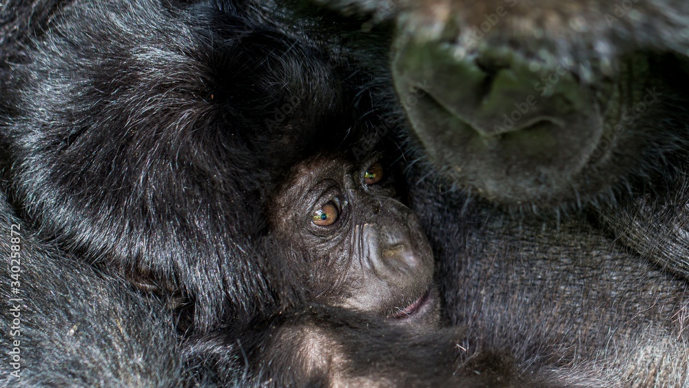 Obraz premium Orangutan y cria de orangutan en la selva