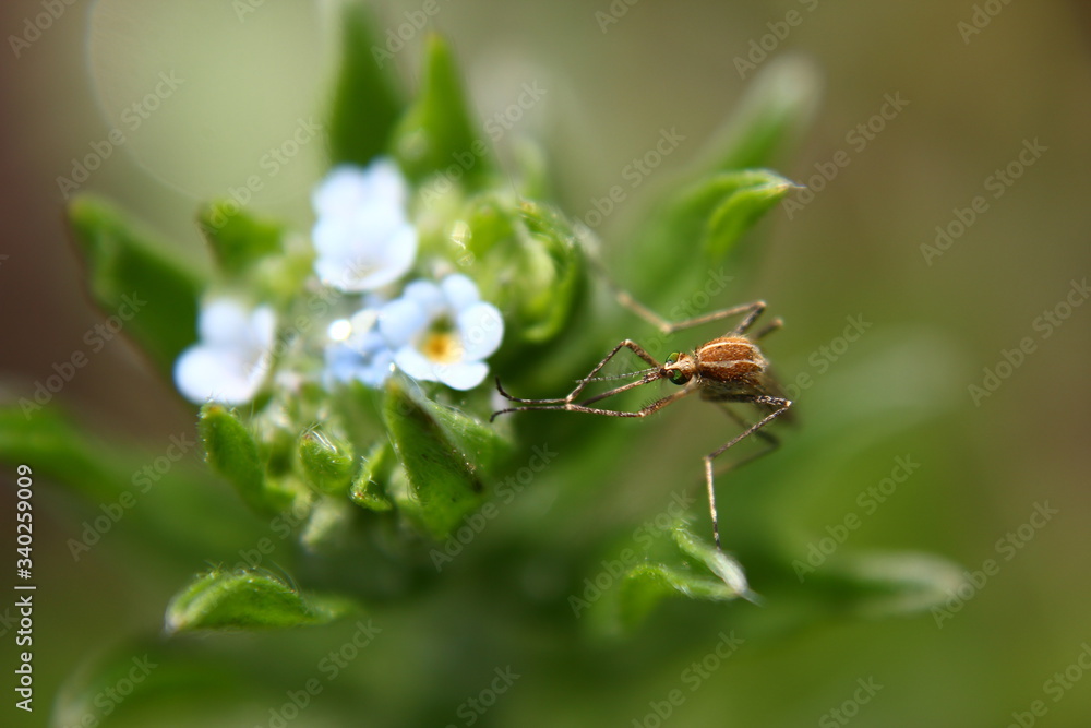 Mosquito on a flower Mosquito on a flower