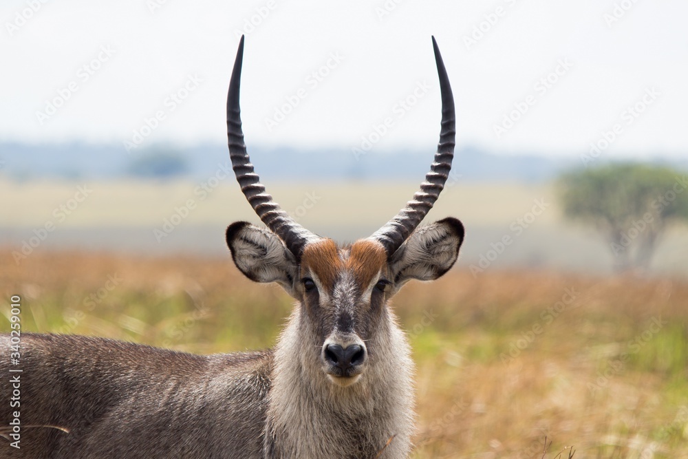 Antilopes salvajes en la selva africana Antilopes salvajes en la selva africana