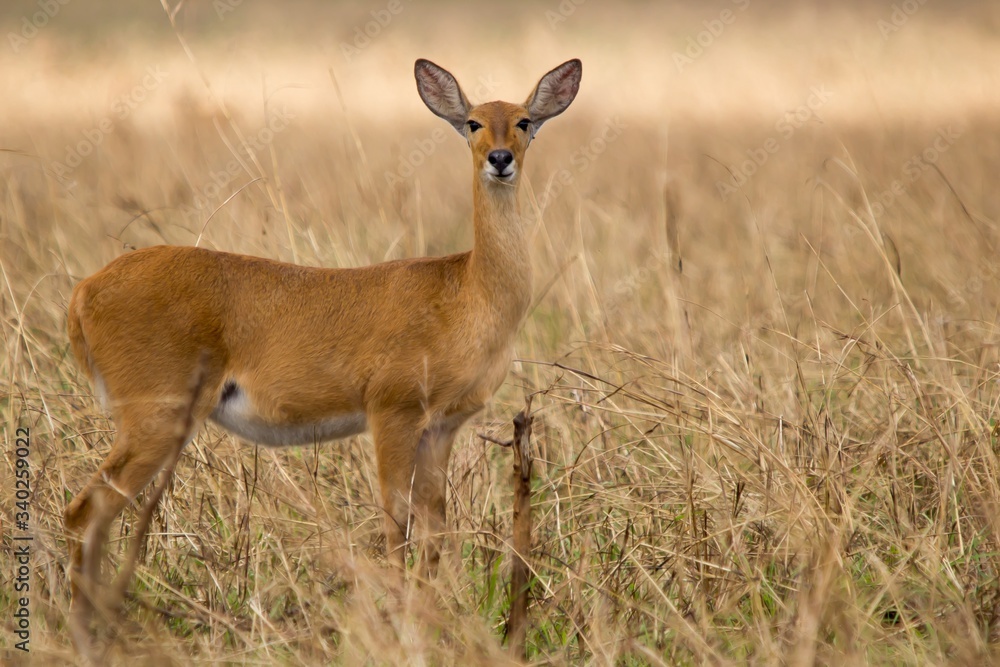 Antilopes salvajes en la selva africana Antilopes salvajes en la selva africana