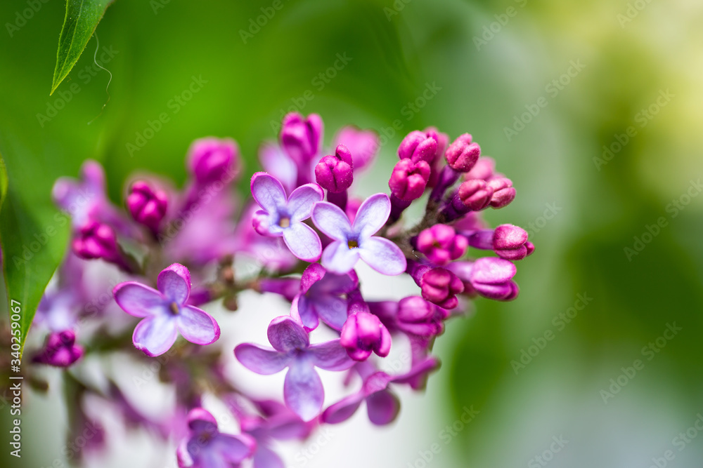 purple lilac on the branch purple lilac on the branch