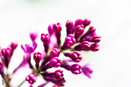 Fototapeta Naklejka Na Ścianę i Meble -  purple lilac on the branch