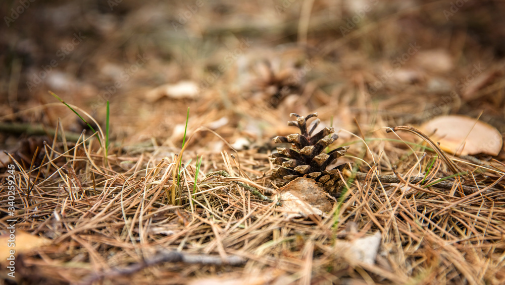 A pine cone lies on pine needles. A pine cone lies on pine needles.
