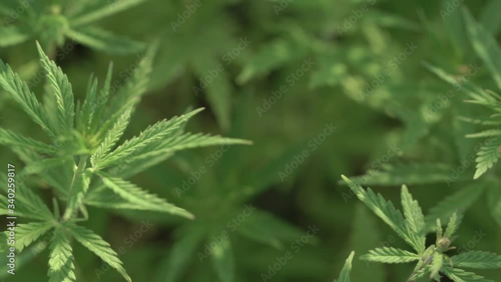 Marijuana field. Cannabis cultivation. Close up view on a leave of canabis swaying in the wind. Marijuana field. Cannabis cultivation. Close up view on a leave of canabis swaying in the wind.