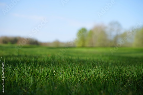 Makro: Gepflegter  grüner Rasen, Parklandschaft, Golfplatz photo