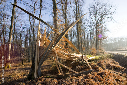 Foto Degat de la tempete en foret de troncais