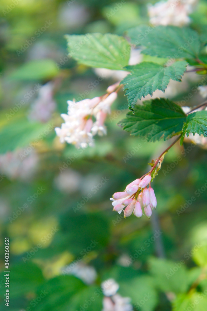 Neillia thibetica tibet longiracemosa blossoming pink flowers shrub verical soft focus Neillia thibetica tibet longiracemosa blossoming pink flowers shrub verical soft focus