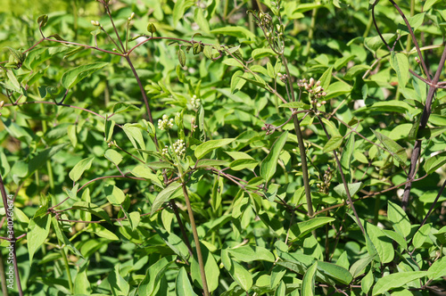 Vincetoxicum hirundinaria or white swallow-wort green plant