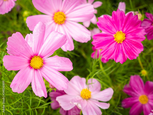 Pink Cosmos Flowers Blooming on The Wet
