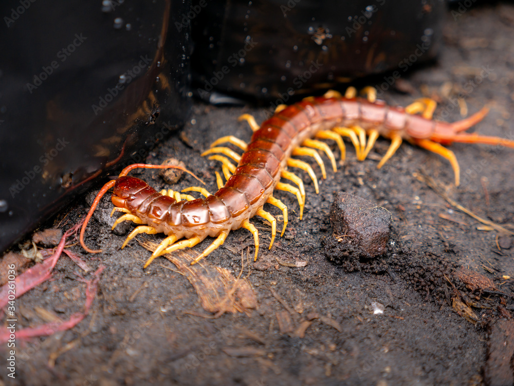 Centipede Walking on The Ground