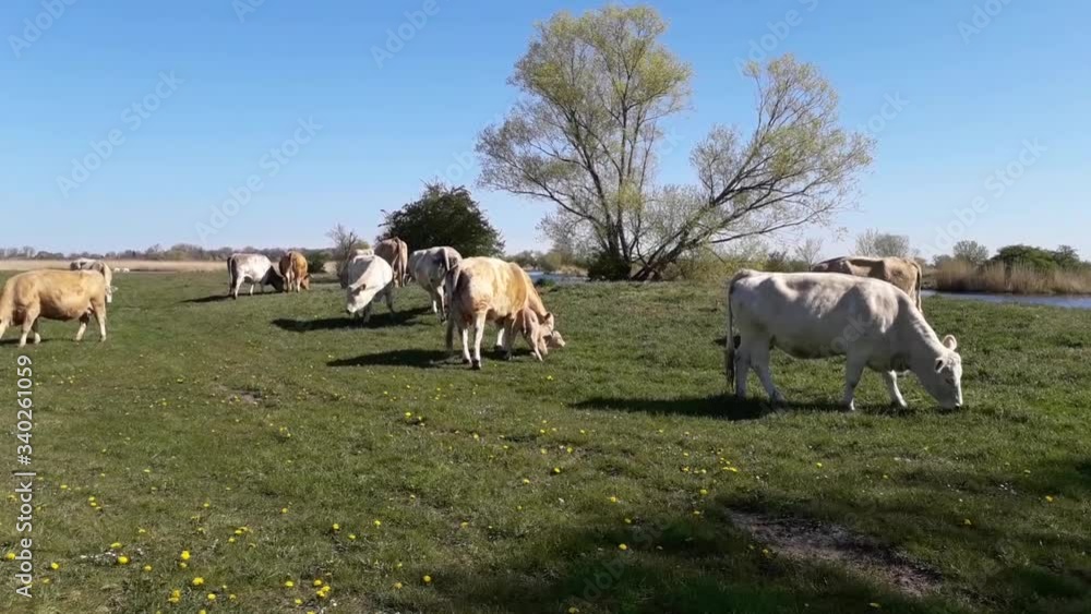 cow caring for her calf on green meadow cow caring for her calf on green meadow