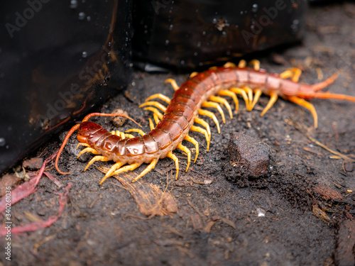 Centipede Walking on The Ground © wichatsurin