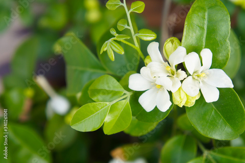 Murraya paniculata or orange jessamine white flowers with green leaves