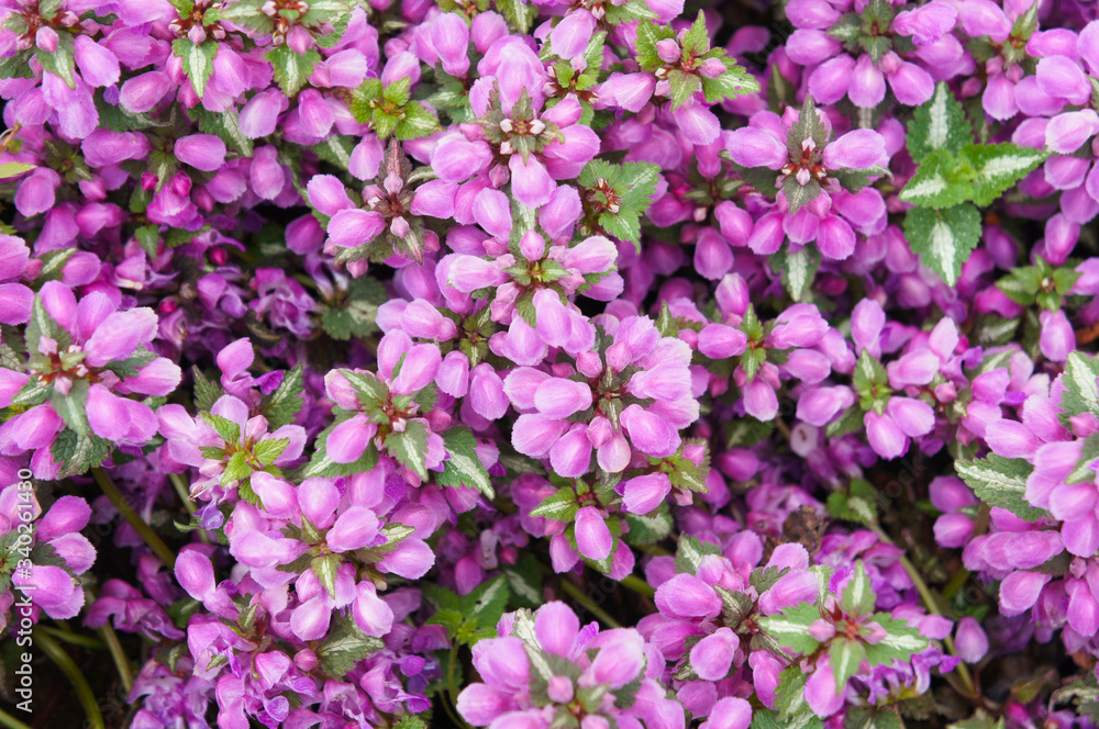 Fototapeta premium Spotted dead-nettle or pink pewter lamium maculatum green plant with purple flowers background