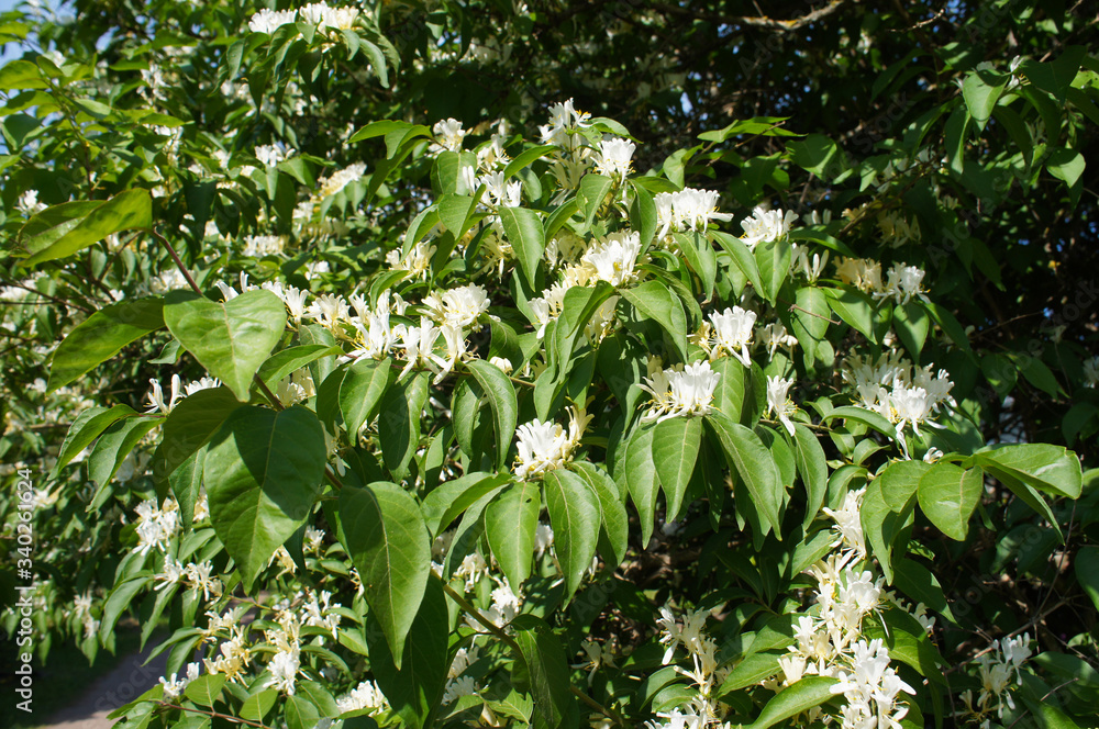 Lonicera maackii or the amur honeysuckle shrub blossoming white flowers Lonicera maackii or the amur honeysuckle shrub blossoming white flowers