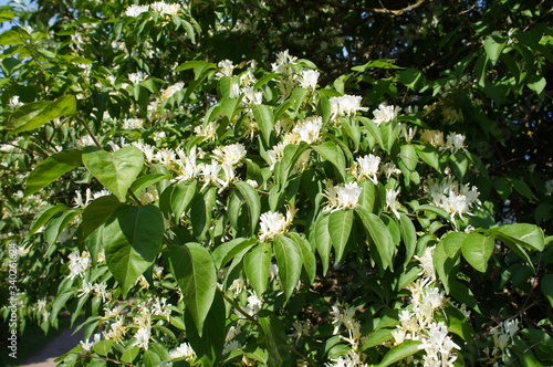 Lonicera maackii or the amur honeysuckle shrub blossoming white flowers