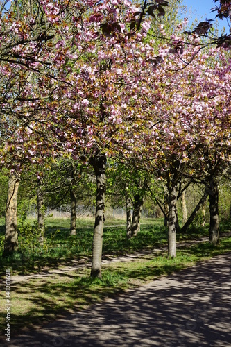 Kirschblütenlandschaft am Berliner Mauerweg im Sonnenlicht (Bornholmer Straße)