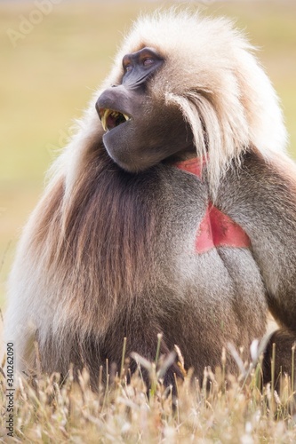 Mono con pelaje blanco y pelos rojos
