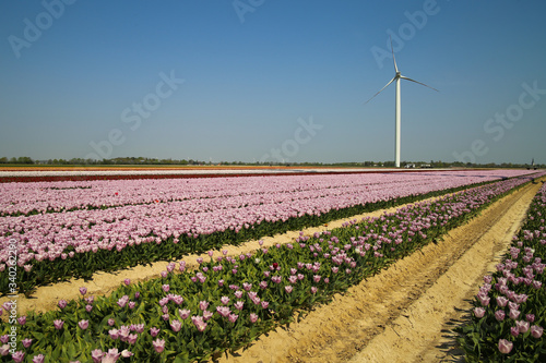 View on rows of pink tulips on field of german cultivation farm with countless tulips - Grevenbroich, Germany photo