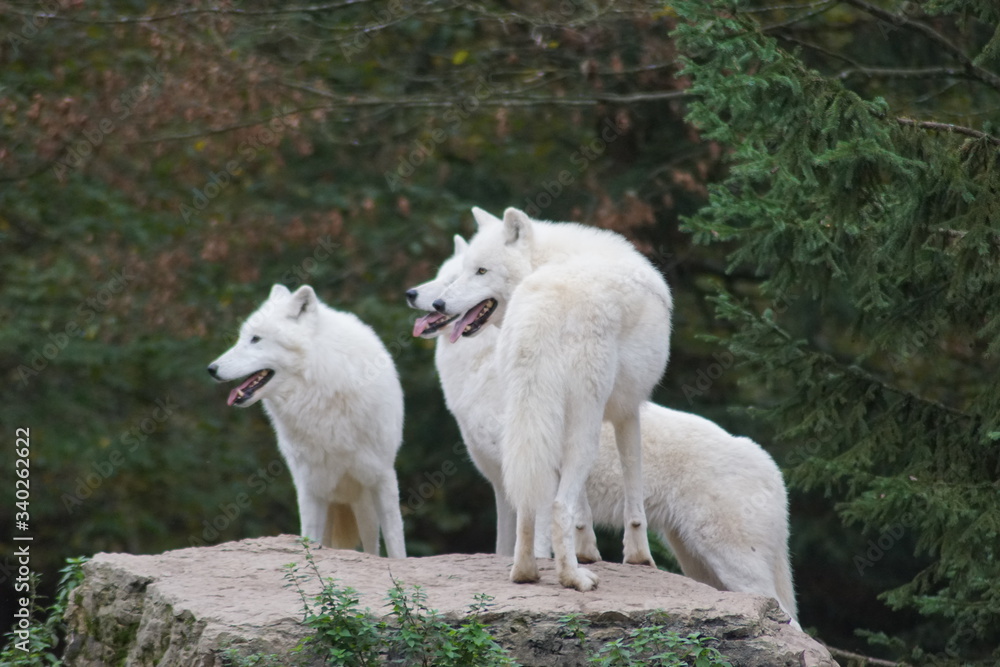 loup loup