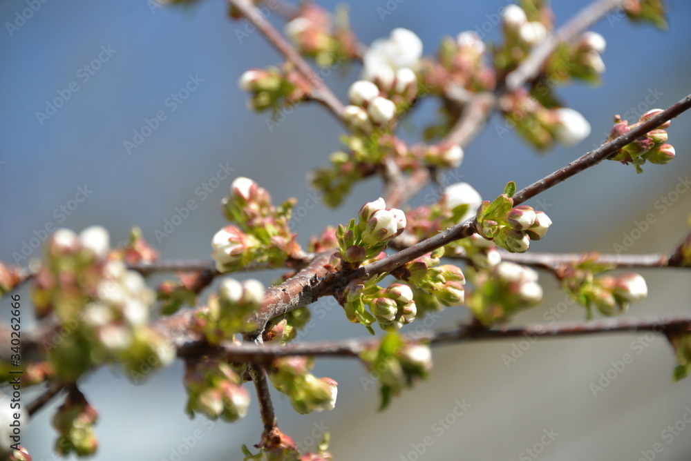 small white flowers bloom in spring on a cherry tree small white flowers bloom in spring on a cherry tree