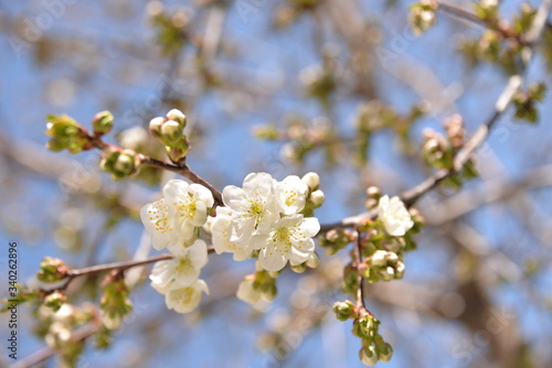 small white flowers bloom in spring on a cherry tree © MOZHINA