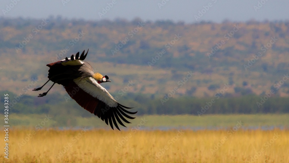 Aves exoticas en un safari por Africa, ave volando detrás de su presa Aves exoticas en un safari por Africa, ave volando detrás de su presa