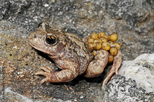 Geburtshelferkröte (Alytes obstetricans boscai) aus Portugal - Common midwife toad from Portugal photo
