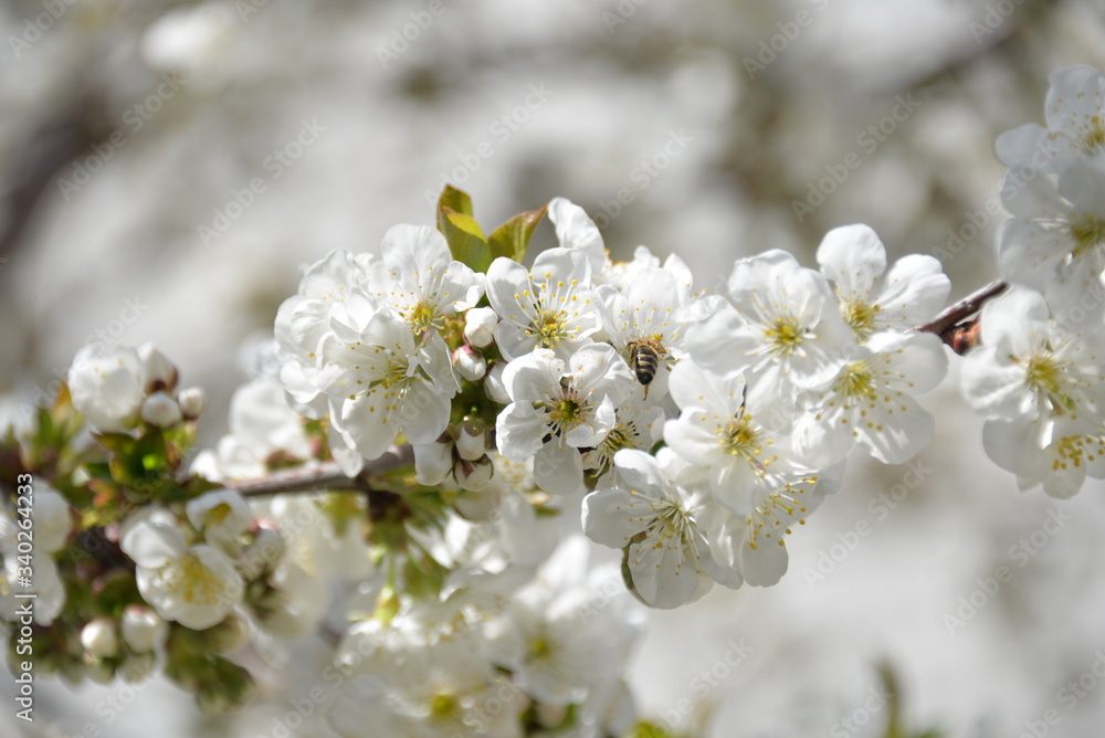 small white flowers bloom in spring on a cherry tree small white flowers bloom in spring on a cherry tree