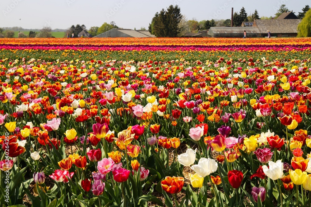 View on field with countless colorful  tulips of german cultivation farm, Grevenbroich, Germany